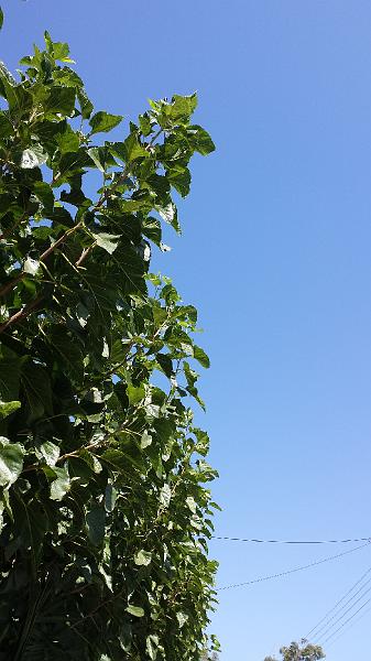 20130830_112908.jpg - Beautiful blue skies and the green of the Mulberry trees.